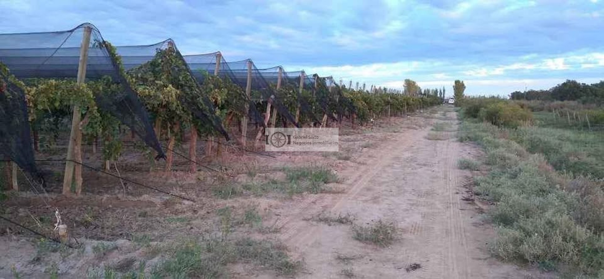 VENTA FINCA CON VIÑEDOS 24 HS. EN LA DORMIDA, Cabernet, Bonarda, Cerezas, implementos etx.