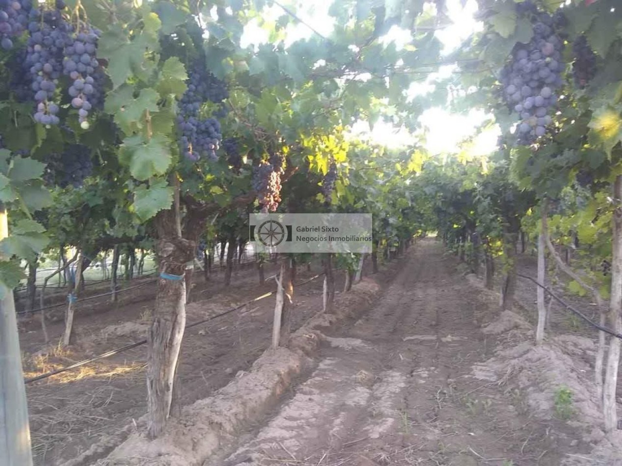 VENTA FINCA CON VIÑEDOS 24 HS. EN LA DORMIDA, Cabernet, Bonarda, Cerezas, implementos etx.