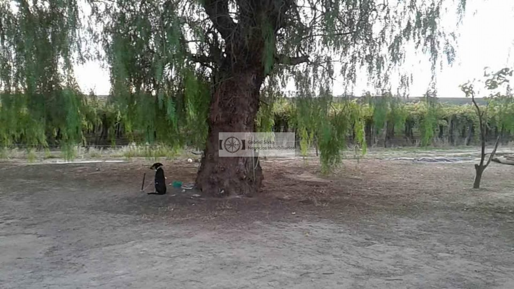 VENTA FINCA CON VIÑEDOS 24 HS. EN LA DORMIDA, Cabernet, Bonarda, Cerezas, implementos etx.