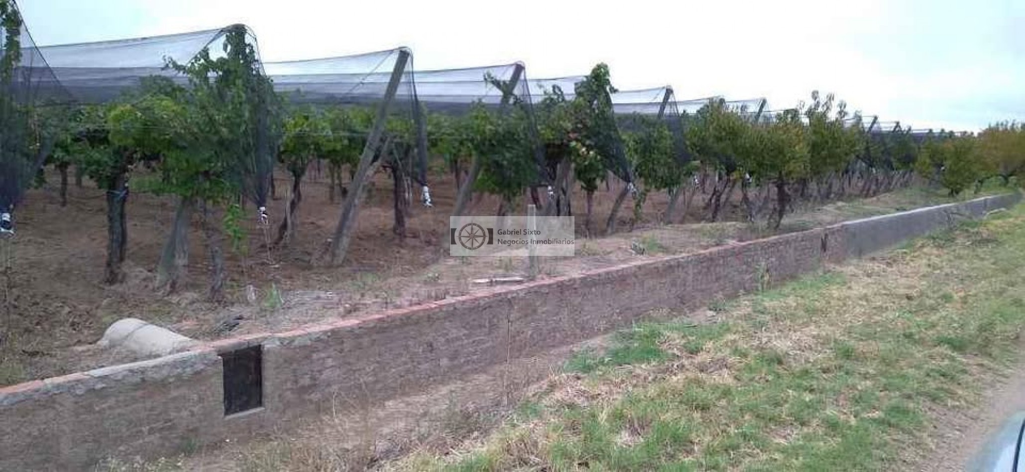 VENTA FINCA CON VIÑEDOS 24 HS. EN LA DORMIDA, Cabernet, Bonarda, Cerezas, implementos etx.